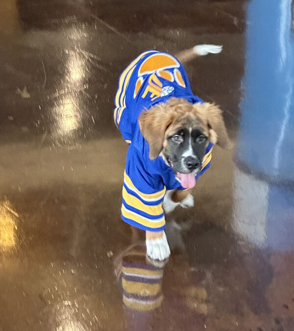 Meet Blue, the new Sabres dog 2023-2024
